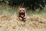 STAFFIE 128
